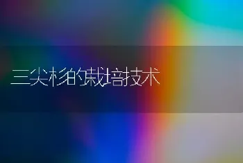 三尖杉的栽培技术