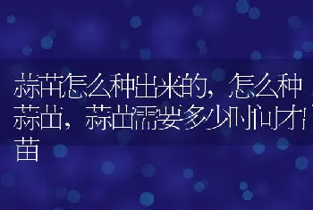 蒜苗怎么种出来的