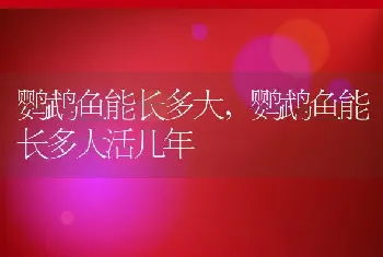 鹦鹉鱼能长多大