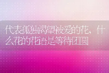 代表孤独渴望被爱的花