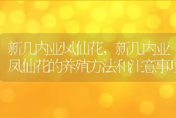 新几内亚凤仙花,新几内亚凤仙花的养殖方法和注意事项