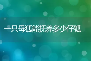 一只母狐能抚养多少仔狐