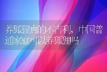 养狐狸真的不吉利,中国普通家庭可以养狐狸吗