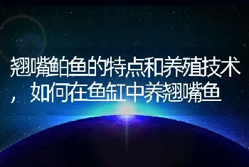 翘嘴鲌鱼的特点和养殖技术