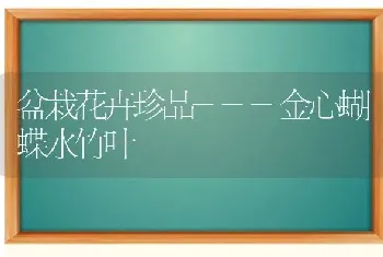 盆栽花卉珍品---金心蝴蝶水竹叶