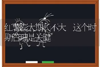 红薯膨大期长不大 这个时期管理是关键