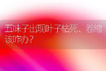 五味子出现叶子枯死、卷缩该咋办?