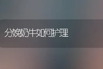 分娩奶牛如何护理