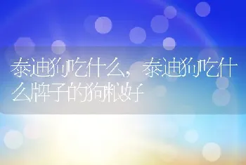 泰迪狗吃什么,泰迪狗吃什么牌子的狗粮好