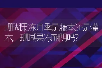 珊瑚果冻月季是藤本还是灌木