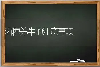 酒糟养牛的注意事项