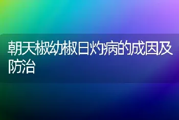 朝天椒幼椒日灼病的成因及防治