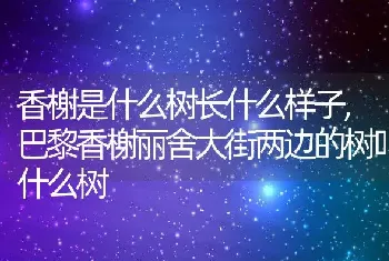 香榭是什么树长什么样子