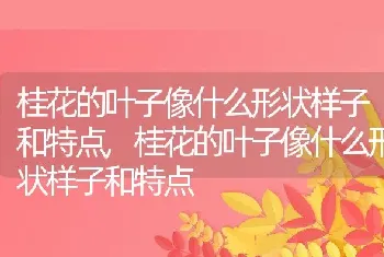 桂花的叶子像什么形状样子和特点