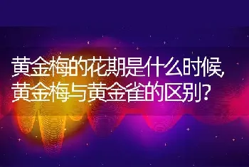 黄金梅的花期是什么时候