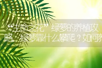 “生命之花”绿萝的养植攻略