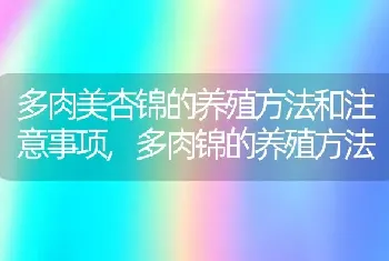 多肉美杏锦的养殖方法和注意事项