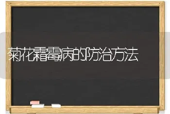 菊花霜霉病的防治方法