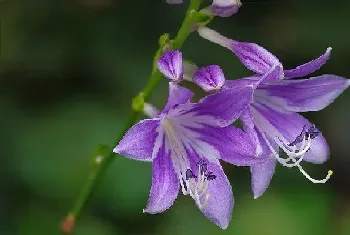 花叶玉簪怎么繁殖