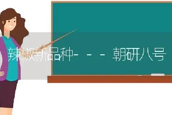 辣椒新品种---朝研八号