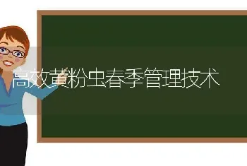 高效黄粉虫春季管理技术