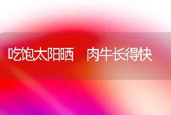 吃饱太阳晒 肉牛长得快