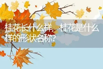 桂花长什么样