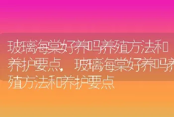 玻璃海棠好养吗养殖方法和养护要点