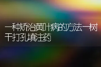 一种矫治黄叶病的方法—树干打孔填注药