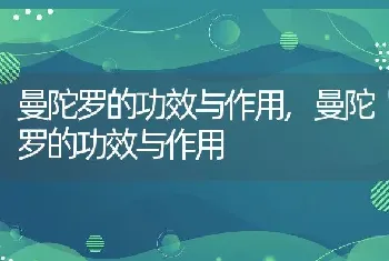 曼陀罗的功效与作用