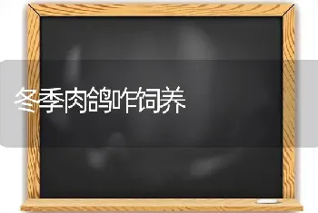 冬季肉鸽咋饲养