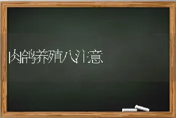 肉鸽养殖八注意