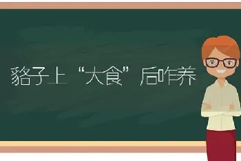 貉子上“大食”后咋养