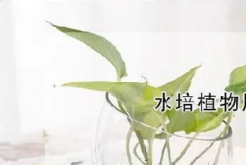 水培植物用什么肥料