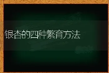 银杏的四种繁育方法