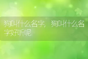 狗叫什么名字