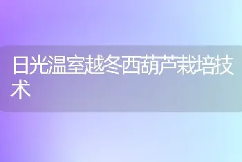 日光温室越冬西葫芦栽培技术