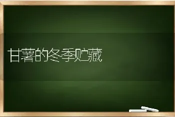 甘薯的冬季贮藏