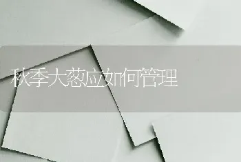 秋季大葱应如何管理