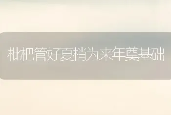 枇杷管好夏梢为来年奠基础