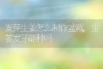 发芽生姜怎么制作盆栽