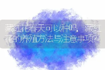 藏红花春天可以种吗