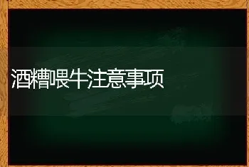 酒糟喂牛注意事项