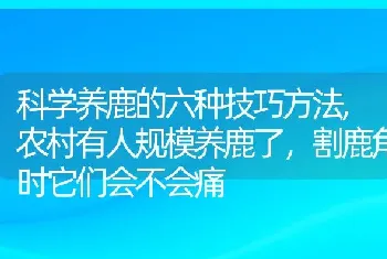 科学养鹿的六种技巧方法