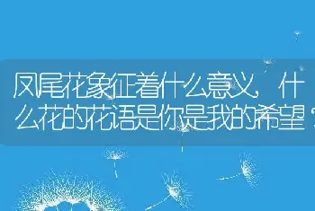 凤尾花象征着什么意义