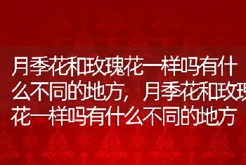 月季花和玫瑰花一样吗有什么不同的地方