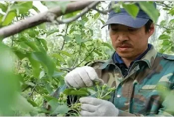 杨梅疏花疏果技术