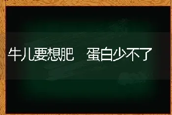 牛儿要想肥 蛋白少不了