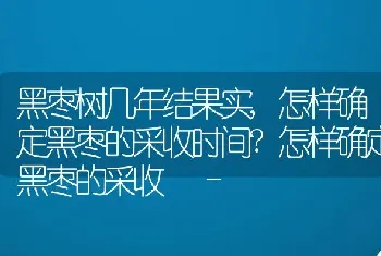 黑枣树几年结果实