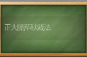 正大脆芹秋栽法